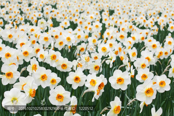 水仙花