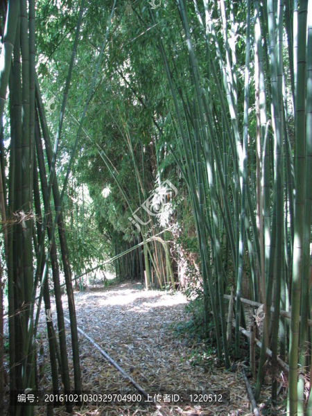 竹林