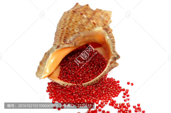 紅色的珠子在白色的貝殼