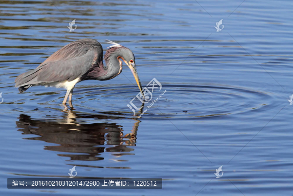 三色鷺（Egretta,tricolor）