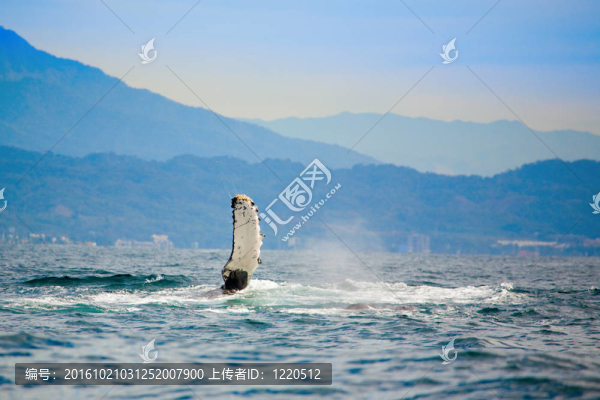 海中怪獸