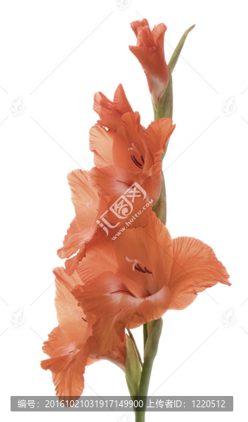 唐菖蒲
