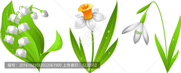 雪花蓮；水仙；VA的百合