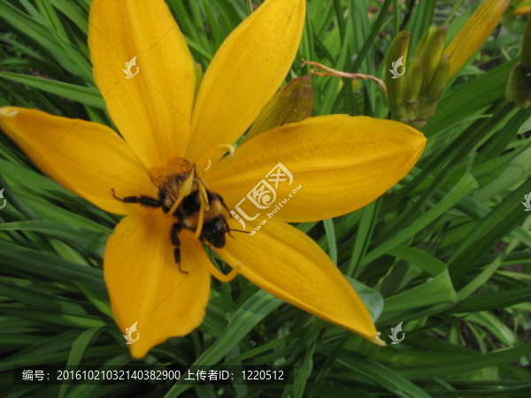 有黃色的莉莉和蜜蜂