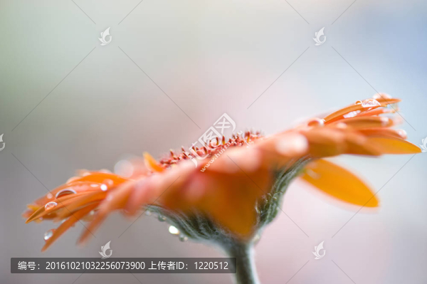 非洲菊
