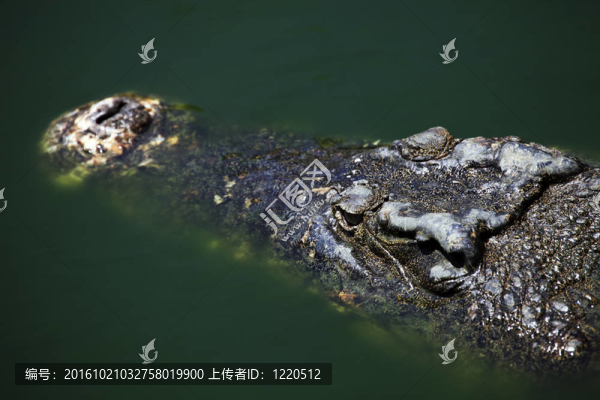 鱷魚