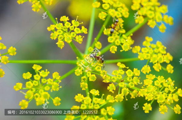 螞蟻在花