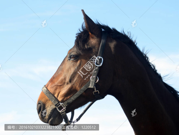 棕色的馬