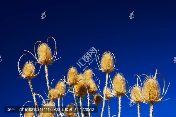 行薊