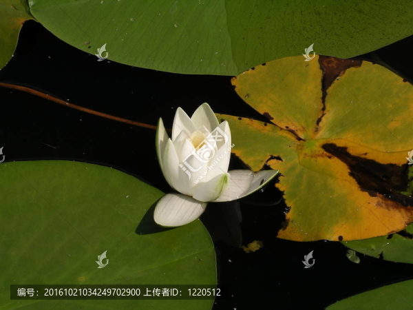 睡蓮；睡蓮