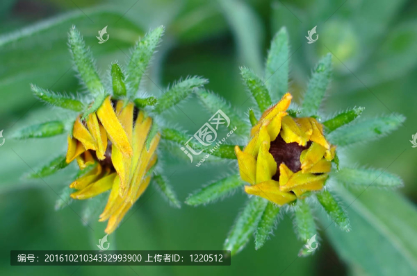 芽