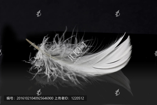 黑羽毛上的白色羽毛