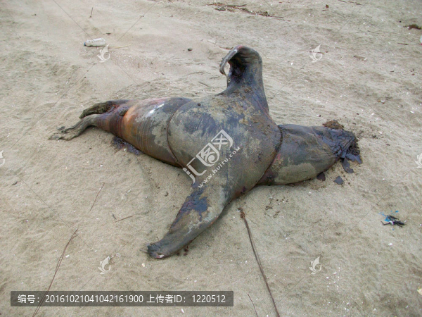 南美洲海灘的死海豹；在秘魯