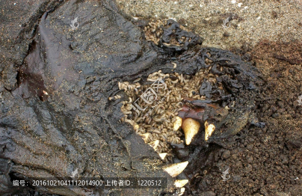 南美洲海灘的死海豹；在秘魯