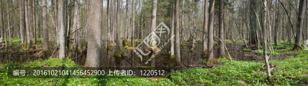 阿爾德卡爾站在春天開花水和銀蓮花