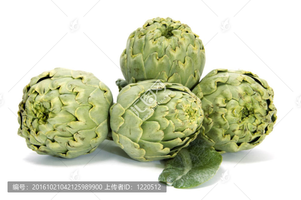 洋薊