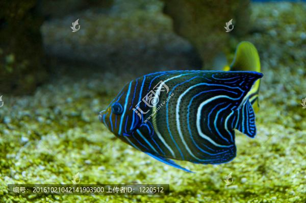 珊瑚魚(yú)