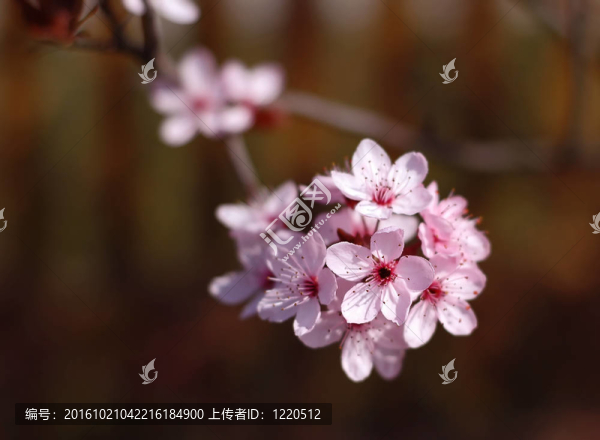 櫻桃