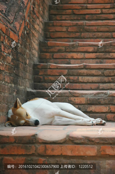 狗