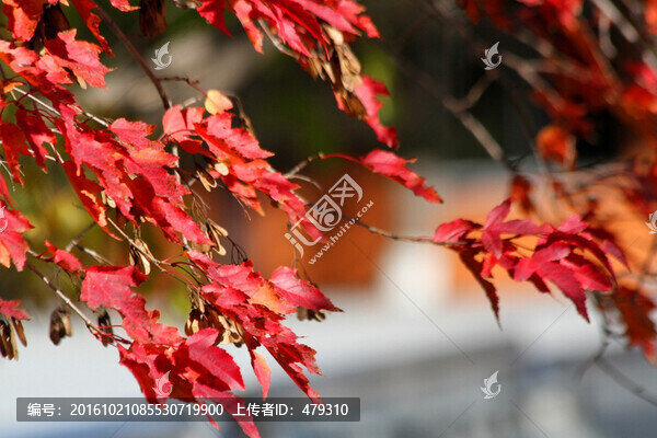 秋天,五花山,紅葉