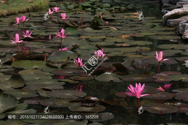 睡蓮