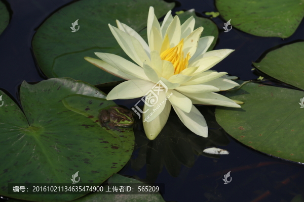 睡蓮