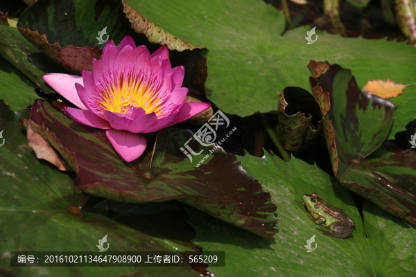 睡蓮