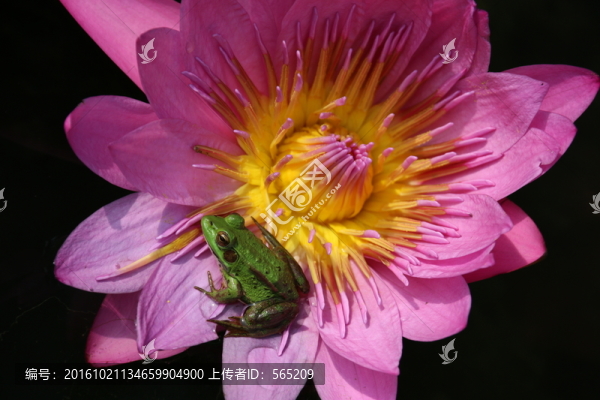 睡蓮,青蛙