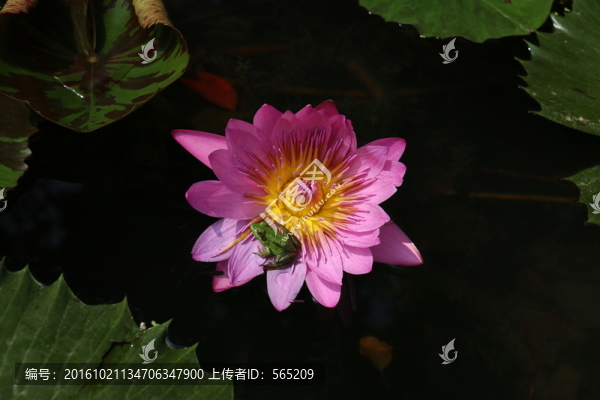 睡蓮,青蛙