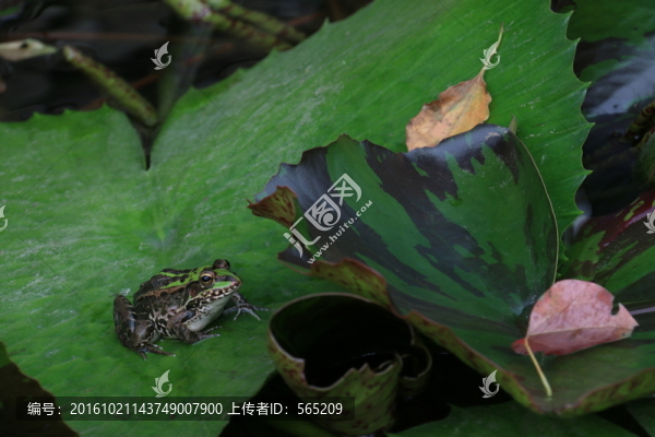 睡蓮