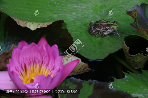 睡蓮