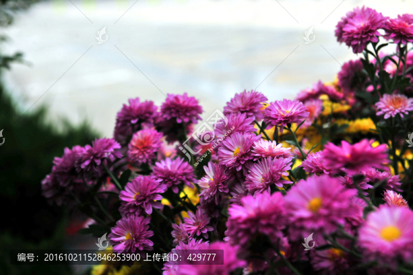 菊花