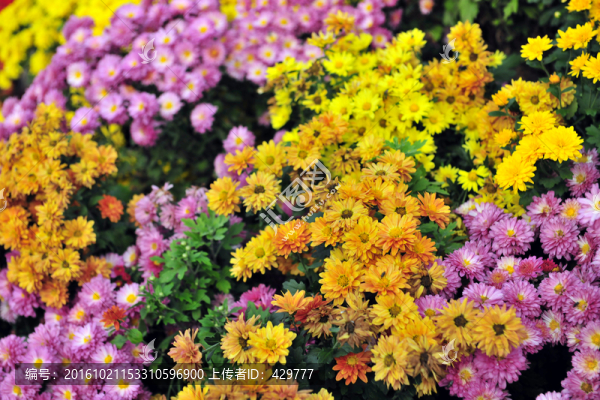 花叢,,花海