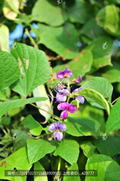 蕓豆,綠色蔬菜