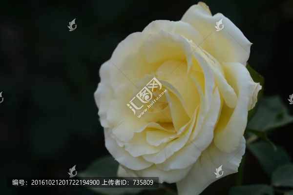 白玫瑰