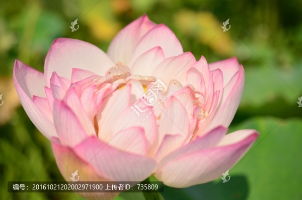 鮮艷荷花