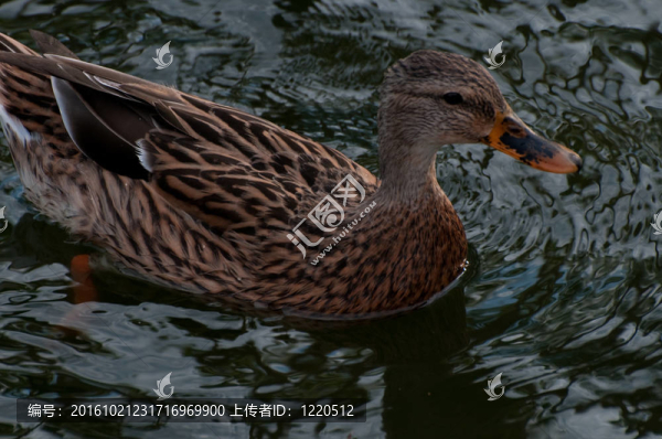 鳥