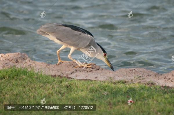 鳥