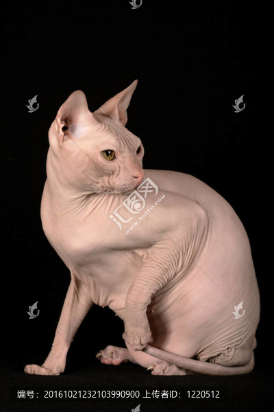 不要獅身人面像