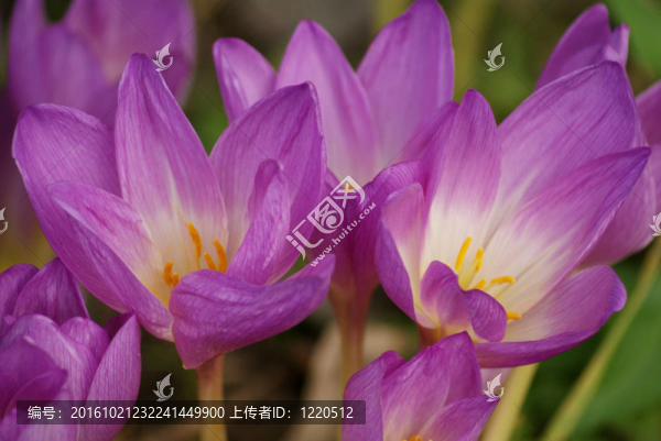 番紅花