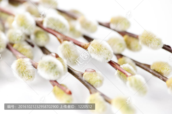春天褪色柳
