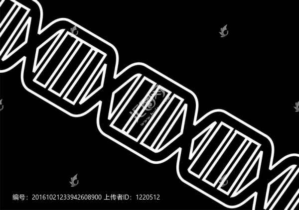 DNA模型