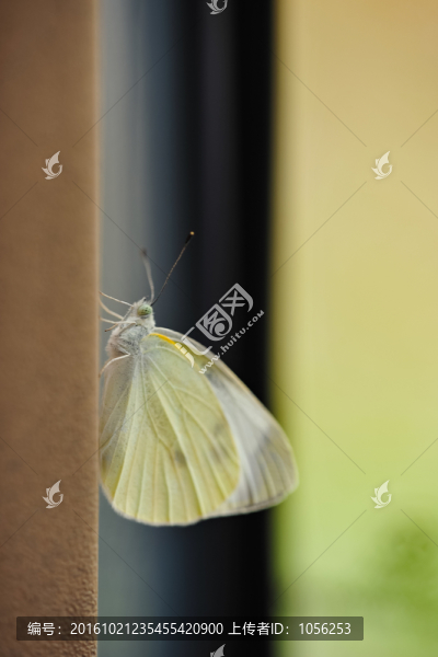 蝴蝶