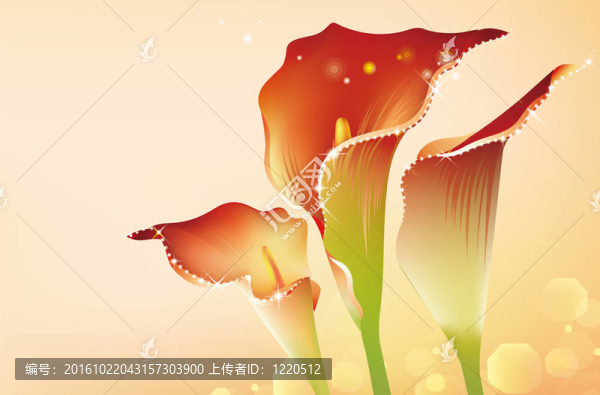 馬蹄蓮