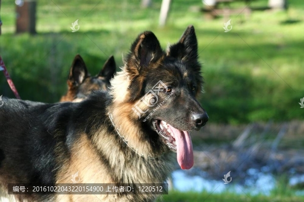 德國牧羊犬
