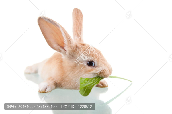美麗的兔子吃