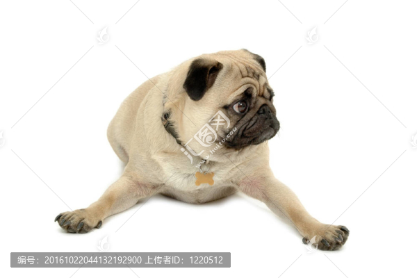 帕格休息