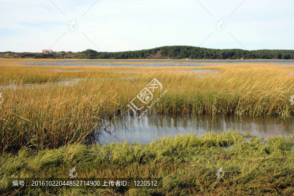 沼澤和草地
