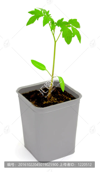 對番茄幼苗