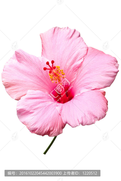 粉紅色的芙蓉分離